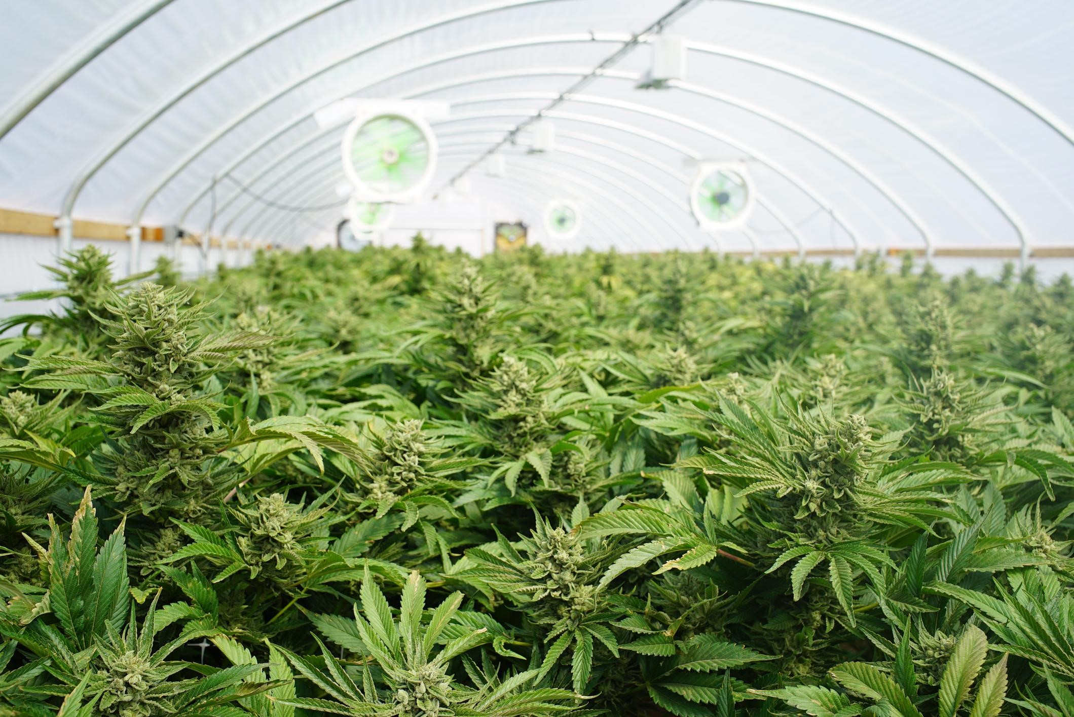 Connecting with Cannabis Consumers The Dos and Don’ts of Marketing Marijuana