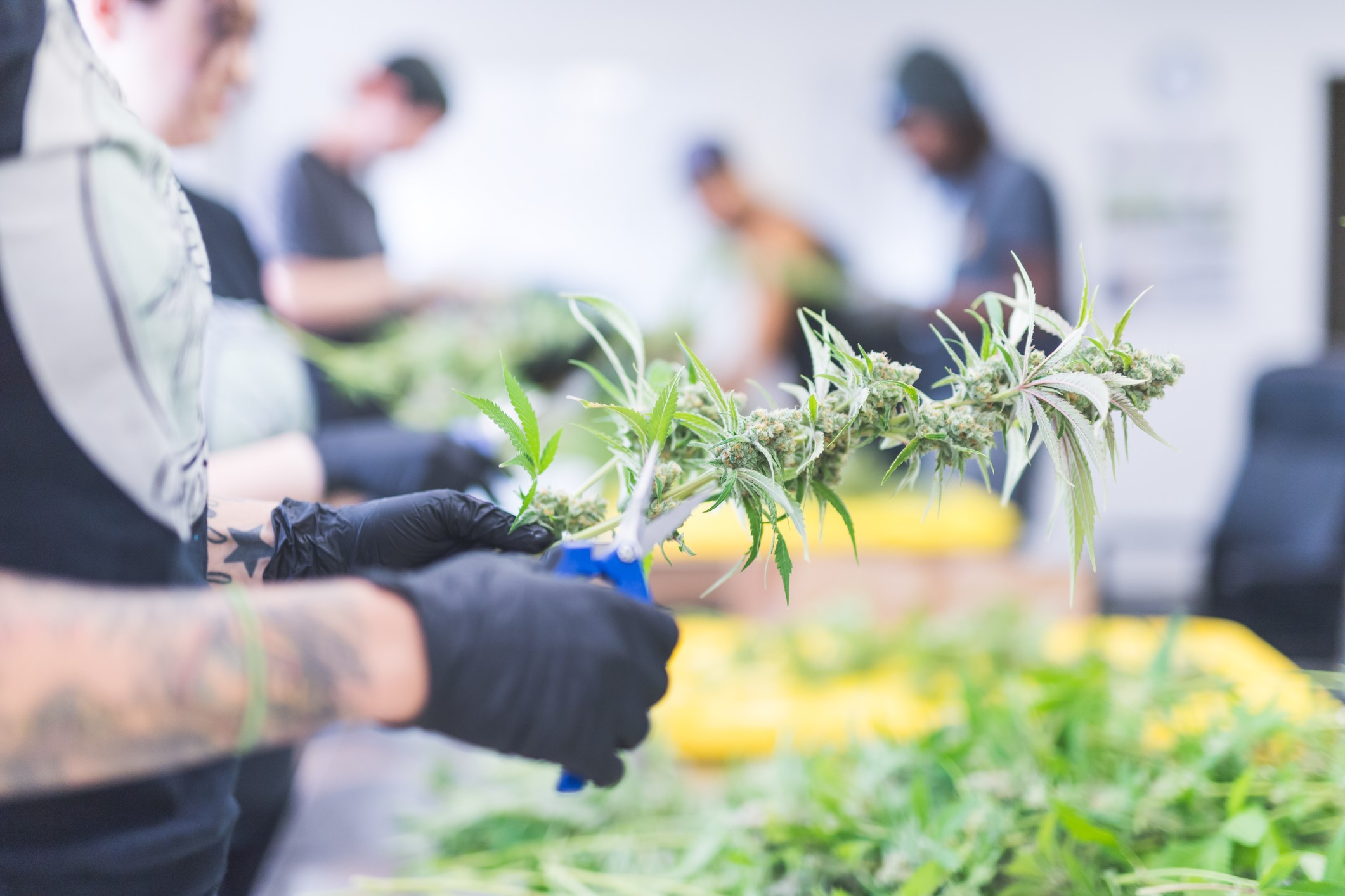 How to Effectively Market Your Cannabis Business