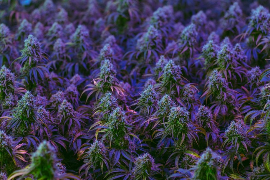 How to Properly Handle an Attack to Your Cannabis Brand