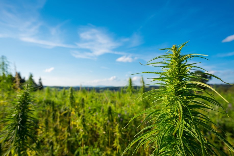 The 2018 Farm Bill Will Have a Huge Impact on the Hemp Industry on hubspot.com